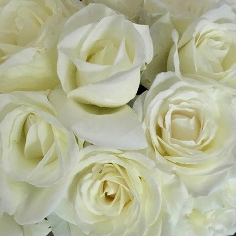 Luxurious White Avalanche Roses